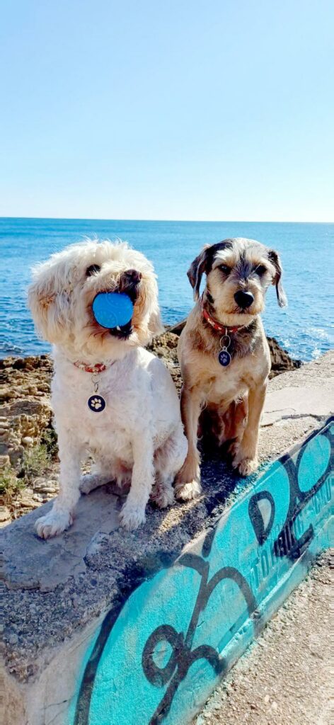 photographe de chiens à Fréjus