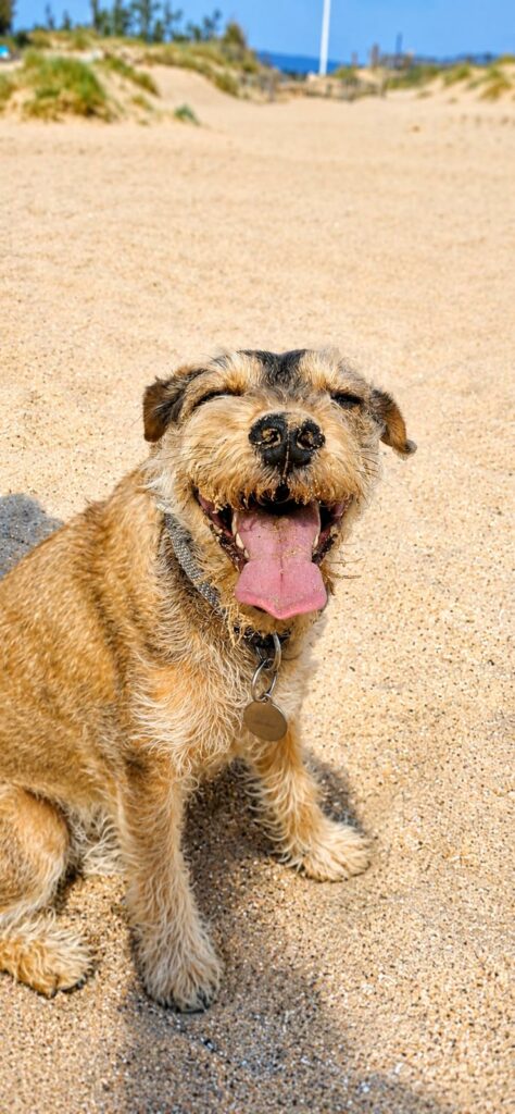 Dog Sitting Fréjus : promenade de chiens, garde à domicile et pension canine à Fréjus et ses environs