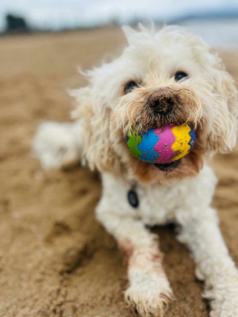 Dog Sitting Fréjus : promenade de chiens, garde à domicile et pension canine à Fréjus et ses environs